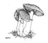 Drawing Of Fungi
