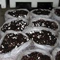 A. bisporus fruiting in bags
