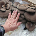 Dark colored oyster mushroom