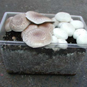 Portabellas and Buttons growing in a clear case
