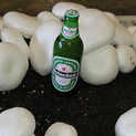 White Buttons growing as big as a beer bottle