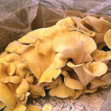 Yellow Oyster mushrooms