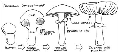 Mushroom Development Illustration