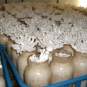 White Clam Shell Mushrooms