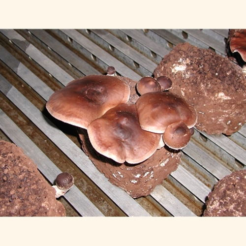 Eclectic Chef Grow Kit: Shiitake, Pioppini, King Oyster