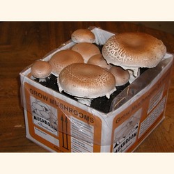 Portabella Mushroom Growing Kit, Certified Organic by the CCOF.