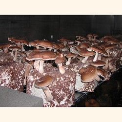 Shiitake Mushroom Growing Kit, Certified Organic by the  CCOF.