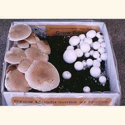 White Button Mushroom Fruiting Kit, complete easy to grow at home kit, fun,  easy, made by Mushroom Adventures since 1996. Ship daily by FedEx. Grow  your own mushrooms, all you do is