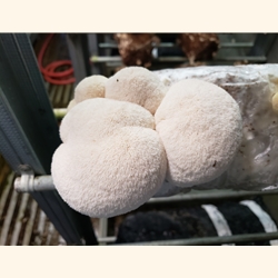 Lion's Mane Mushroom Growing Kit.