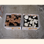 1 Crimini & 1 White Button Mushroom Growing Success Kit, Plus Outer Box. (2-9 lbs. kits)