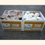 1 Portabella & 1 White Button Mushroom Growing Success Kit, Plus Outer Box.