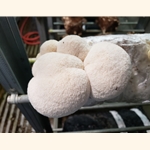 Organic Lion's Mane Mushroom Growing Kit